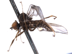  (Syneches pusillus - CNC DIPTERA 161655)  @13 [ ] CreativeCommons - Attribution (2011) CNC/CBG Photography Group Centre for Biodiversity Genomics