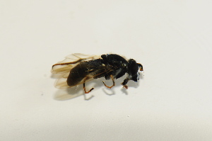  (Sphecomyia tsherepanovi - CNC566649)  @11 [ ] No Rights Reserved (2015) Unspecified CNC
