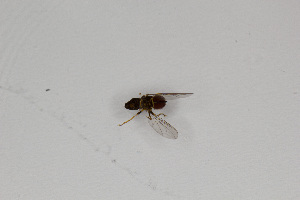  (Eudorylas fukushimaensis - CNC571867)  @11 [ ] No Rights Reserved (2015) Unspecified CNC