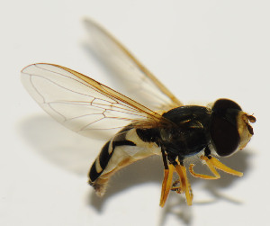  ( - CNC584403)  @13 [ ] No Rights Reserved (2015) Unspecified CNC