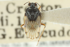  (Saldula pallipes - CNC#HEM300388)  @11 [ ] CreativeCommons - Attribution (2011) CNC/CBG Photography Group Centre for Biodiversity Genomics