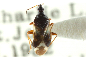  (Anthocoris musculus - CNC#HEM300428)  @14 [ ] CreativeCommons - Attribution (2011) CNC/CBG Photography Group Centre for Biodiversity Genomics