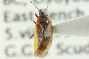  (Tetraphleps latipennis - CNC#HEM300440)  @13 [ ] CreativeCommons - Attribution (2011) CNC/CBG Photography Group Centre for Biodiversity Genomics