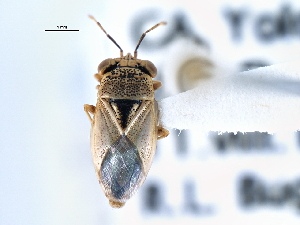  (Geocoris punctipes - CNC#HEM300494)  @11 [ ] CreativeCommons - Attribution (2011) CNC/CBG Photography Group Centre for Biodiversity Genomics