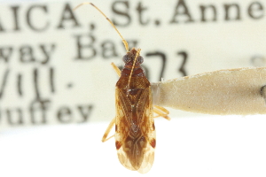  (Ozophora subimpicta - CNC#HEM300698)  @11 [ ] CreativeCommons - Attribution (2011) CNC/CBG Photography Group Centre for Biodiversity Genomics
