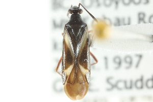  (Orectoderus arcuatus - CNC#HEM300784)  @12 [ ] CreativeCommons - Attribution (2011) CNC/CBG Photography Group Centre for Biodiversity Genomics