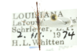  (Hydrometra wileyae - CNC#HEM300830)  @11 [ ] CreativeCommons - Attribution (2011) CNC/CBG Photography Group Centre for Biodiversity Genomics