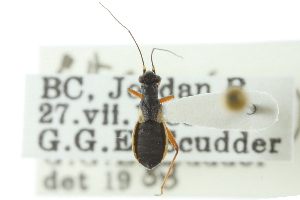  (Pithanus maerkelii - CNC#HEM300913)  @14 [ ] CreativeCommons - Attribution (2011) CNC/CBG Photography Group Centre for Biodiversity Genomics