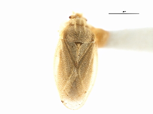  (Piesma quadratum - CNC#HEM301077)  @11 [ ] CreativeCommons - Attribution (2011) CNC/CBG Photography Group Centre for Biodiversity Genomics