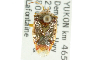  ( - CNC#HEM301637)  @12 [ ] CreativeCommons - Attribution (2011) CNC/CBG Photography Group Centre for Biodiversity Genomics