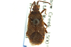  (Vazquezitocoris repletus - CNC#HEM301981)  @11 [ ] CreativeCommons - Attribution (2011) CNC/CBG Photography Group Centre for Biodiversity Genomics