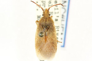  (Ceraleptus probolus - CNC#HEM302299)  @14 [ ] CreativeCommons - Attribution (2011) CNC/CBG Photography Group Centre for Biodiversity Genomics