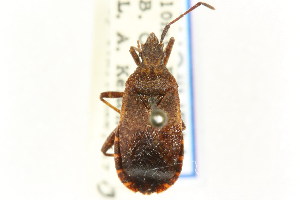  (Ceraleptus denticulatus - CNC#HEM302300)  @13 [ ] CreativeCommons - Attribution (2011) CNC/CBG Photography Group Centre for Biodiversity Genomics