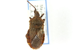  (Villasitocoris inconspicuus - CNC#HEM302370)  @14 [ ] CreativeCommons - Attribution (2011) CNC/CBG Photography Group Centre for Biodiversity Genomics