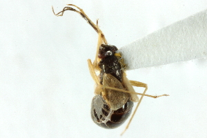  ( - CNC#PBI00394074)  @12 [ ] CreativeCommons - Attribution (2011) CNC/CBG Photography Group Centre for Biodiversity Genomics