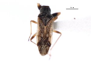  (Pseudopachybrachius guttus - CNC#HEM300701)  @14 [ ] CreativeCommons - Attribution (2011) CNC/CBG Photography Group Centre for Biodiversity Genomics