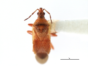  (Anthocoris whitei - CNC#HEM302186)  @14 [ ] CreativeCommons - Attribution (2011) CNC/CBG Photography Group Centre for Biodiversity Genomics