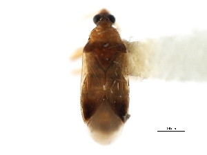  (Physopleurella floridana - CNC#HEM302228)  @11 [ ] CreativeCommons - Attribution (2011) CNC/CBG Photography Group Centre for Biodiversity Genomics