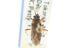  (Rhypodes clavicornis - CNC#HEM302108)  @11 [ ] CreativeCommons - Attribution (2011) CNC/CBG Photography Group Centre for Biodiversity Genomics