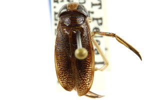  (Hesperocorixa scabricula - CNC#HEM302500)  @14 [ ] CreativeCommons - Attribution (2011) CNC/CBG Photography Group Centre for Biodiversity Genomics