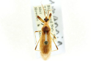  (Rhynchocoris - CNC#HEM303225)  @11 [ ] CreativeCommons - Attribution (2011) CNC/CBG Photography Group Centre for Biodiversity Genomics