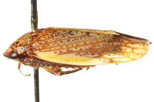  ( - CNC#HEM400803)  @14 [ ] CreativeCommons - Attribution (2011) CNC/CBG Photography Group Centre for Biodiversity Genomics