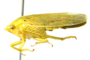  ( - CNC#HEM400813)  @13 [ ] CreativeCommons - Attribution (2011) CNC/CBG Photography Group Centre for Biodiversity Genomics