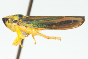  (Graphocephala coccinea - CNC#HEM401052)  @12 [ ] CreativeCommons - Attribution (2011) CNC/CBG Photography Group Centre for Biodiversity Genomics