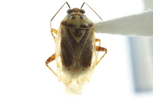  ( - CNC#HEM010494-6)  @13 [ ] CreativeCommons - Attribution (2011) CNC/CBG Photography Group Centre for Biodiversity Genomics