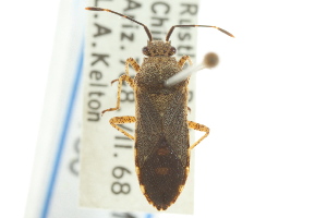  (Catorhintha mendica - CNC#HEM300130)  @13 [ ] CreativeCommons - Attribution (2011) CNC/CBG Photography Group Centre for Biodiversity Genomics