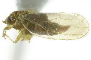  (Craspedolepta delongi - CNC#HEM303885)  @11 [ ] CreativeCommons - Attribution (2011) CNC/CBG Photography Group Centre for Biodiversity Genomics