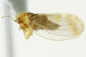  (Craspedolepta veaziei - CNC#HEM303906)  @13 [ ] CreativeCommons - Attribution (2011) CNC/CBG Photography Group Centre for Biodiversity Genomics