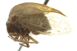  (Tortistilus minutus - CNC#HEM401420)  @13 [ ] CreativeCommons - Attribution (2011) CNC/CBG Photography Group Centre for Biodiversity Genomics