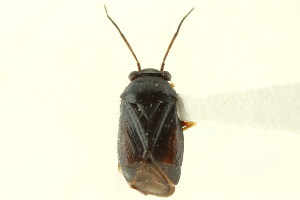  (Slaterocoris sheridani - CNC#PBI00164966)  @14 [ ] CreativeCommons - Attribution (2011) CNC/CBG Photography Group Centre for Biodiversity Genomics