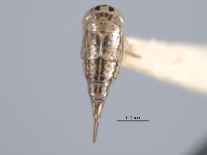  (Athysanella curtipennis - CNC#HEM402576)  @13 [ ] CreativeCommons - Attribution (2012) CNC/CBG Photography Group Centre for Biodiversity Genomics
