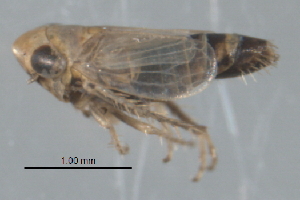  ( - CNC#HEM402737)  @12 [ ] CreativeCommons - Attribution (2012) CNC/CBG Photography Group Centre for Biodiversity Genomics
