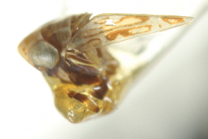  ( - CNC#HEM402933)  @12 [ ] CreativeCommons - Attribution (2012) CBG Photography Group Centre for Biodiversity Genomics