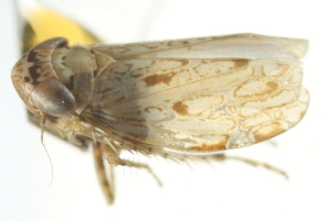  ( - CNC#HEM402949)  @11 [ ] CreativeCommons - Attribution (2012) CBG Photography Group Centre for Biodiversity Genomics