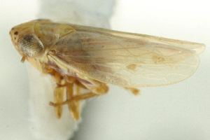  ( - CNC#HEM402983)  @11 [ ] CreativeCommons - Attribution (2012) CBG Photography Group Centre for Biodiversity Genomics