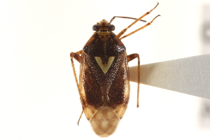  (Lygus rugulipennis - PBI 00396063)  @14 [ ] CreativeCommons - Attribution (2012) CNC/CBG Photography Group Centre for Biodiversity Genomics