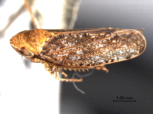  (Paraphlepsius fulvidorsum - CNC#HEM404921)  @14 [ ] CreativeCommons - Attribution (2012) CNC/CBG Photography Group Centre for Biodiversity Genomics