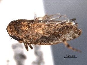  (Paraphlepsius irroratus - CNC#HEM404937)  @13 [ ] CreativeCommons - Attribution (2012) CNC/CBG Photography Group Centre for Biodiversity Genomics