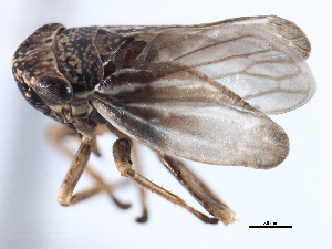 (Errhomus brevis - CNC#HEM405447)  @13 [ ] CreativeCommons - Attribution (2012) CBG Photography Group Centre for Biodiversity Genomics
