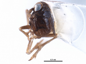  (Javesella opaca - CNC#HEM405645)  @11 [ ] CreativeCommons - Attribution (2012) CNC/CBG Photography Group Centre for Biodiversity Genomics