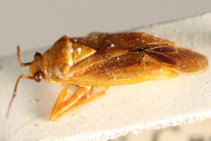  (Lygidea illota - PBI 00396041)  @11 [ ] CreativeCommons - Attribution (2012) CNC/CBG Photography Group Centre for Biodiversity Genomics
