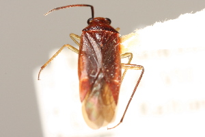  (Lygidea mendax - PBI 00396218)  @12 [ ] CreativeCommons - Attribution (2012) CNC/CBG Photography Group Centre for Biodiversity Genomics