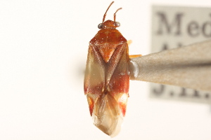  (Lygidea rosacea - PBI 00396226)  @14 [ ] CreativeCommons - Attribution (2012) CNC/CBG Photography Group Centre for Biodiversity Genomics