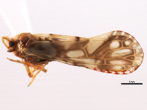  (Anotia bonnetii - CNC#HEM405595)  @13 [ ] CreativeCommons - Attribution (2012) CNC/CBG Photography Group Centre for Biodiversity Genomics