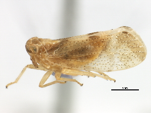  (Stobaera pallida - CNC#HEM405705)  @13 [ ] CreativeCommons - Attribution (2012) CNC/CBG Photography Group Centre for Biodiversity Genomics