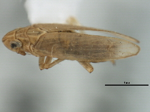  (Prokelisia dolus - CNC#HEM405969)  @12 [ ] CreativeCommons - Attribution (2012) CNC/CBG Photography Group Centre for Biodiversity Genomics